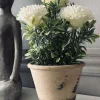 VIAMAJA Blomster|Påske<Blomst i rustik potte - Hvid