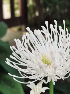 VIAMAJA Lys Og Led|Udendørs Led<Blomst med solceller - Spider Lili hvid