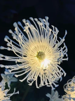 VIAMAJA Lys Og Led|Udendørs Led<Blomst med solceller - Spider Lili hvid