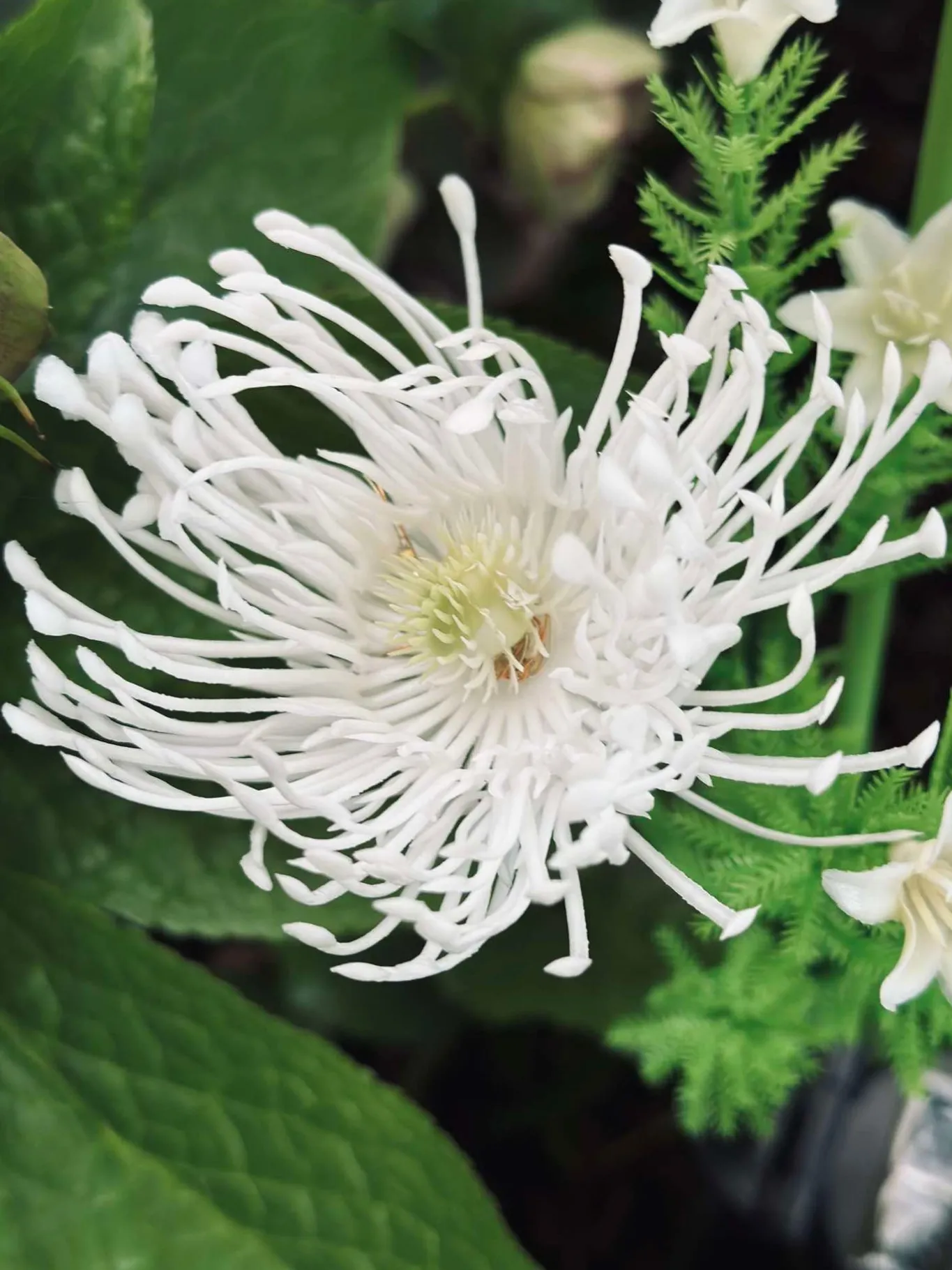 VIAMAJA Lys Og Led|Udendørs Led<Blomst med solceller - Spider Lili hvid