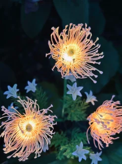 VIAMAJA Lys Og Led|Udendørs Led<Blomst med solceller - Spider Lili rose