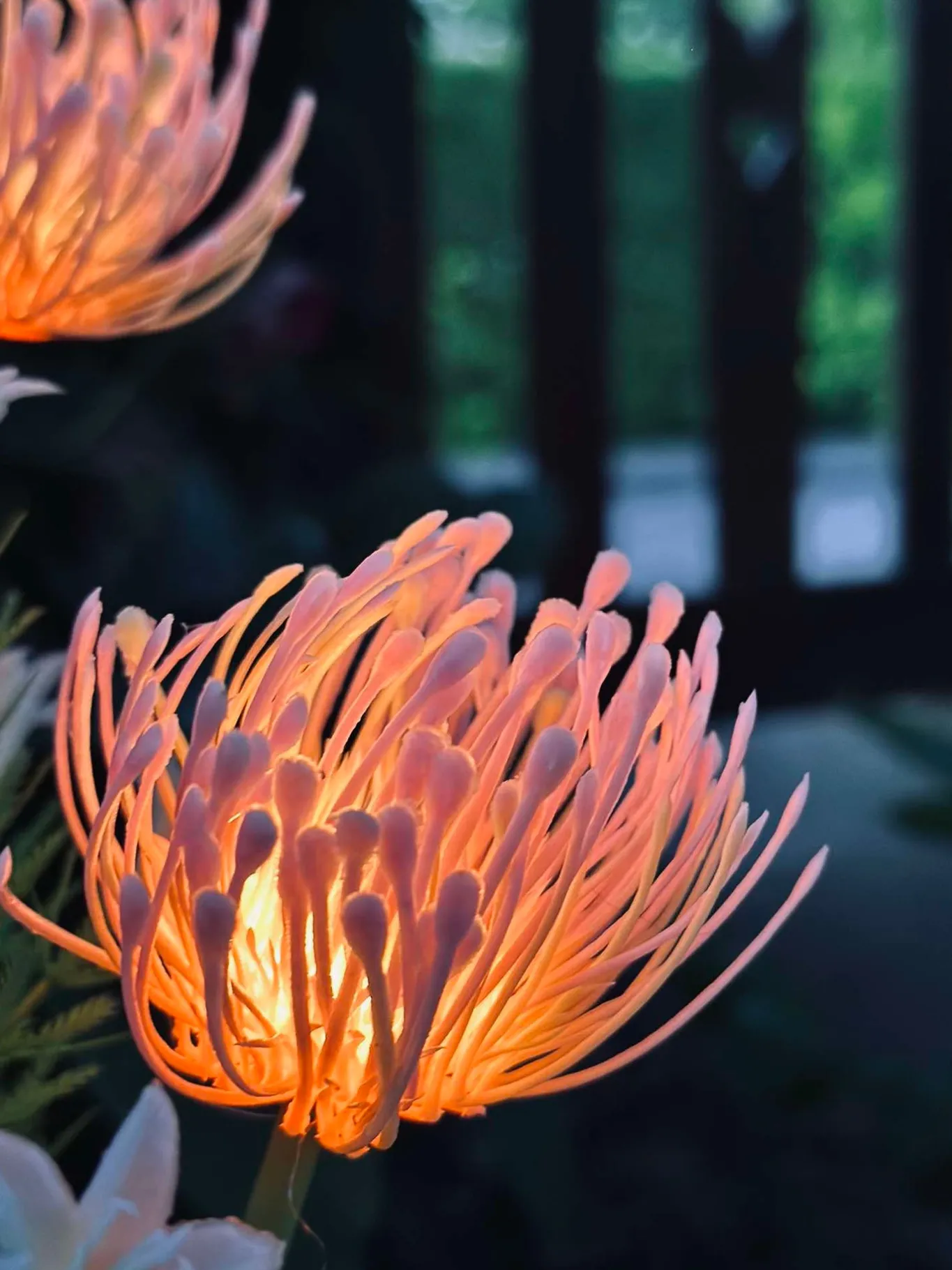 VIAMAJA Lys Og Led|Udendørs Led<Blomst med solceller - Spider Lili rose