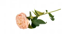VIAMAJA Blomster<Blomst Pæon - Sart rosa 70cm