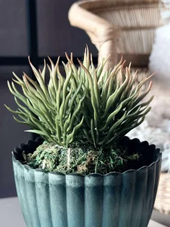 VIAMAJA Blomster<Blomst sukkulent moskugle
