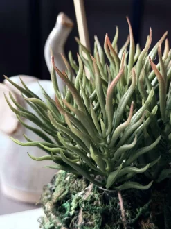 VIAMAJA Blomster<Blomst sukkulent moskugle