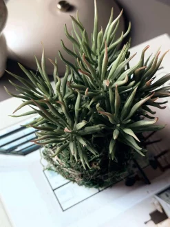 VIAMAJA Blomster<Blomst sukkulent moskugle