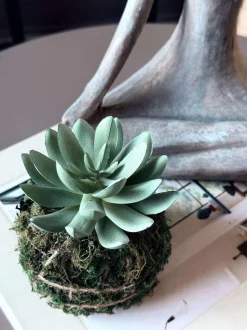 VIAMAJA Blomster<Blomst sukkulent moskugle