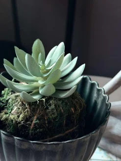 VIAMAJA Blomster<Blomst sukkulent moskugle
