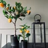 VIAMAJA Blomster<Citrustræ – Lille