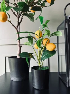 VIAMAJA Blomster<Citrustræ – Lille