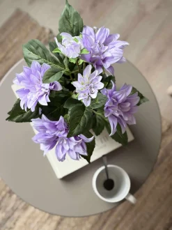 VIAMAJA Blomster<Dahlia i potte - Lilla