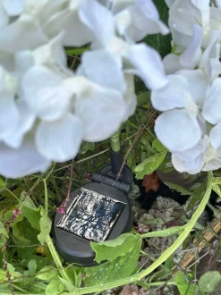 VIAMAJA Lys Og Led|Udendørs Led<Hortensia med solceller - Hvid