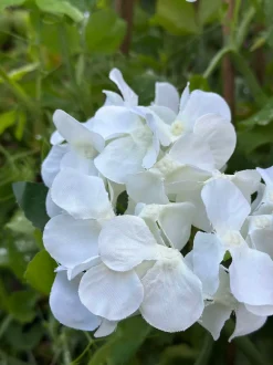 VIAMAJA Lys Og Led|Udendørs Led<Hortensia med solceller - Hvid