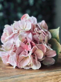 VIAMAJA Blomster<Hortensia Rosa