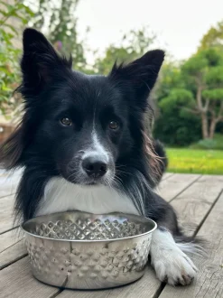 VIAMAJA Hund<Hundeskål Rustfrit stål - Large