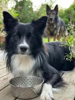VIAMAJA Hund<Hundeskål Rustfrit stål - Mellem
