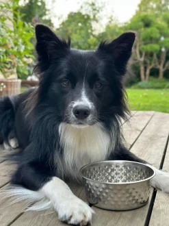 VIAMAJA Hund<Hundeskål Rustfrit stål - Mellem