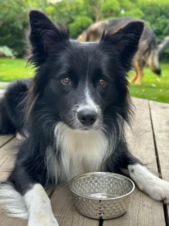 VIAMAJA Hund<Hundeskål Rustfrit stål - Small