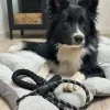 VIAMAJA Hund<Hundesnor 1,5 meter med poseholder