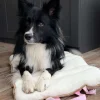 VIAMAJA Hund<Hundetæppe - Foldbart