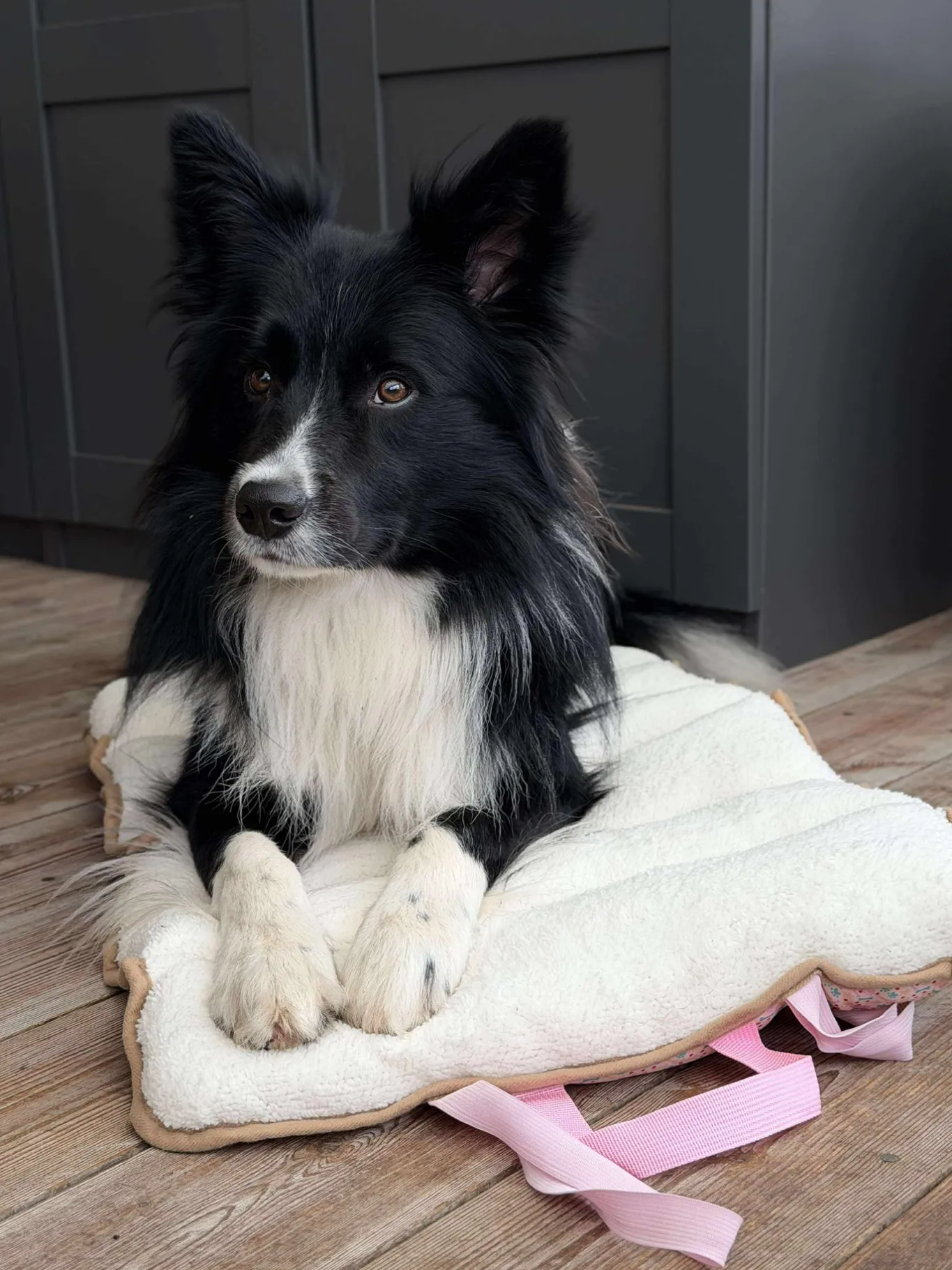 VIAMAJA Hund<Hundetæppe - Foldbart