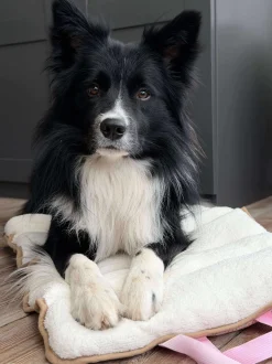 VIAMAJA Hund<Hundetæppe - Foldbart