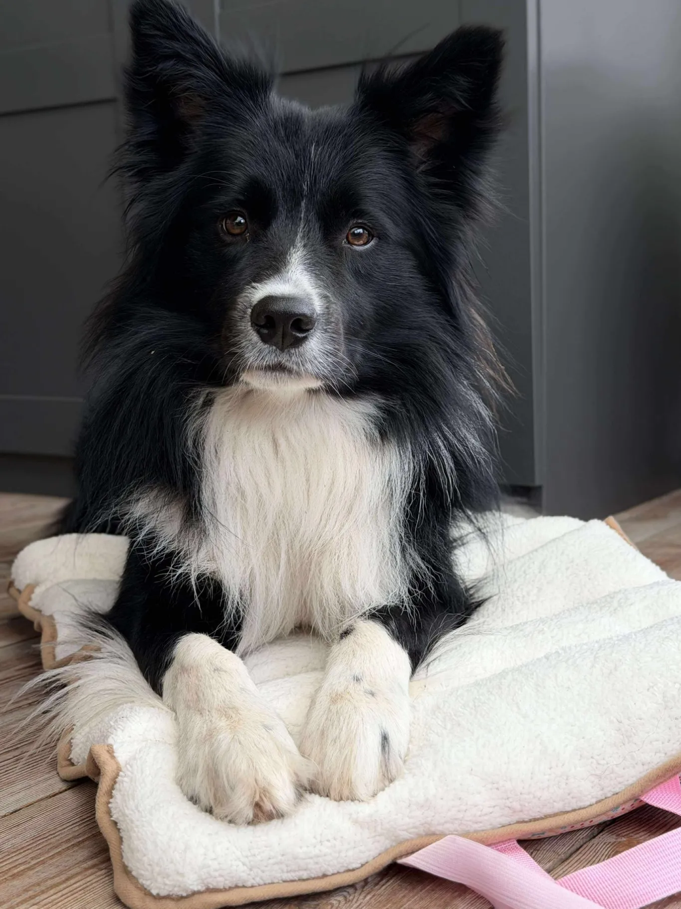 VIAMAJA Hund<Hundetæppe - Foldbart