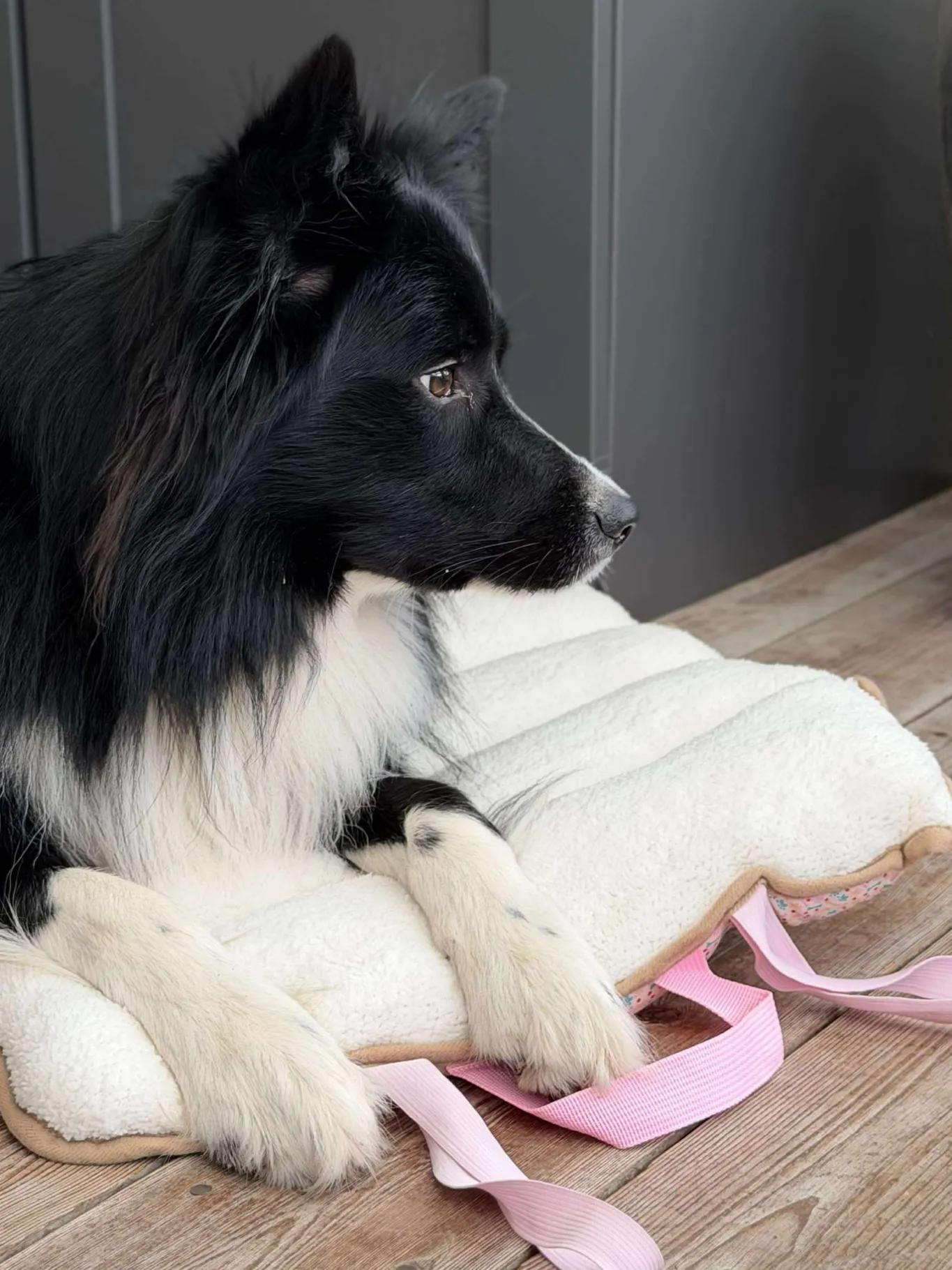 VIAMAJA Hund<Hundetæppe - Foldbart
