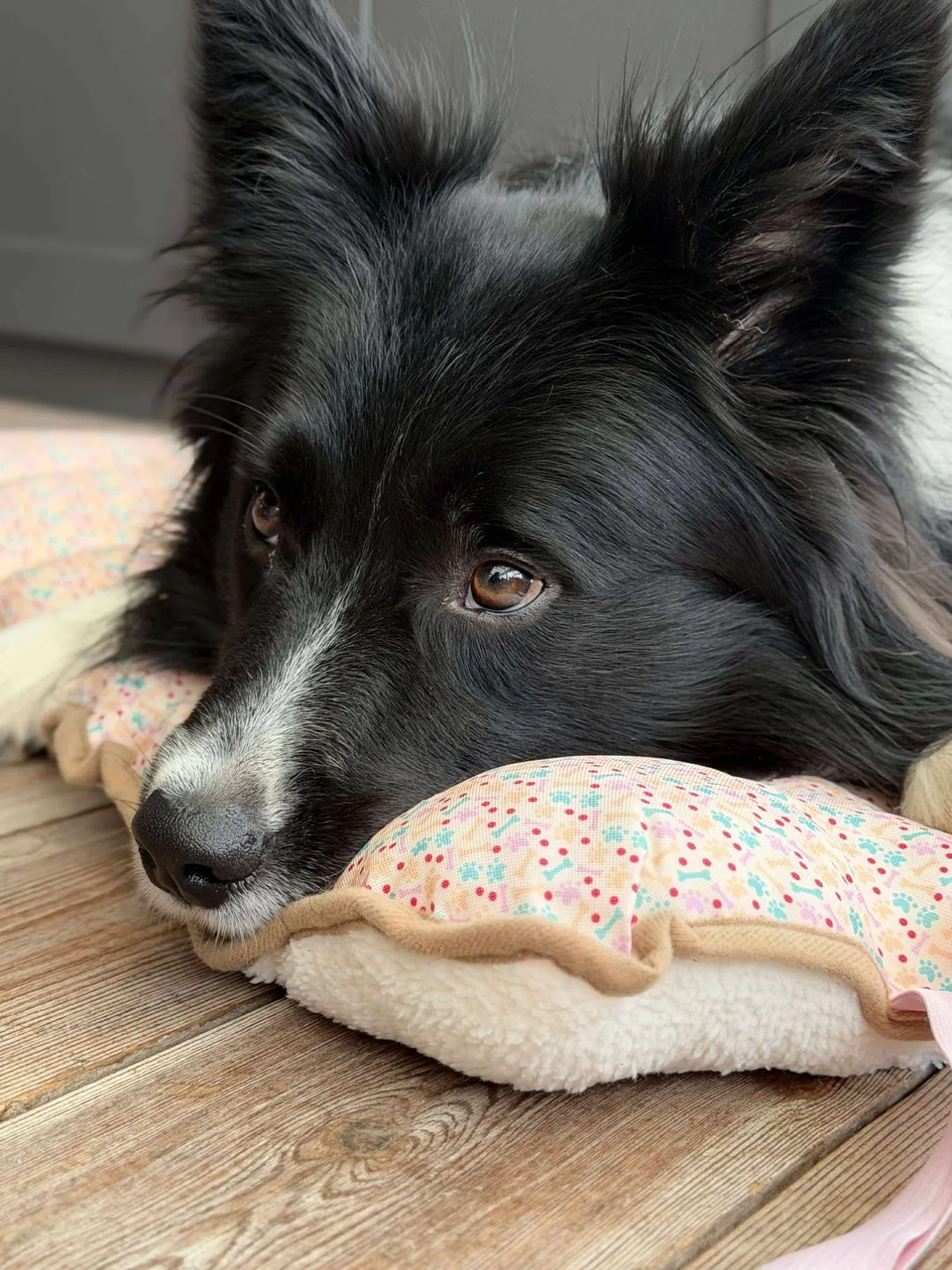 VIAMAJA Hund<Hundetæppe - Foldbart