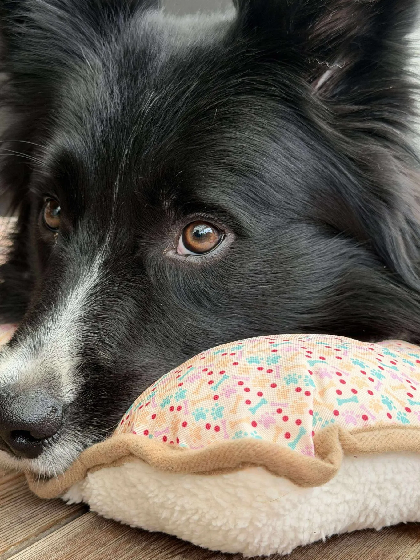 VIAMAJA Hund<Hundetæppe - Foldbart