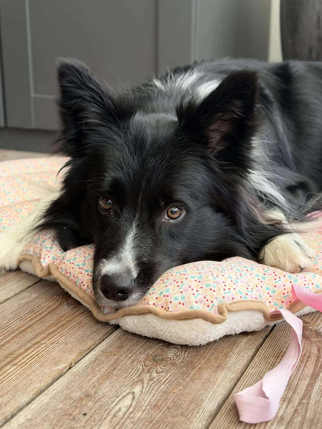 VIAMAJA Hund<Hundetæppe - Foldbart