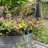 VIAMAJA Diverse Kork|Blomster<Kork bark til dekoration - Brændt