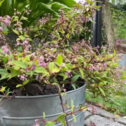 VIAMAJA Diverse Kork|Blomster<Kork bark til dekoration - Brændt