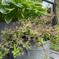 VIAMAJA Diverse Kork|Blomster<Kork bark til dekoration - Brændt