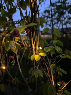 VIAMAJA Lys Og Led|Udendørs Led<Lyskæde med 60 led lys - solceller - Ekstra kraftig