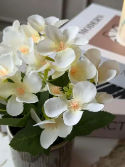 VIAMAJA Blomster<Mini hortensia i potte - flere farver