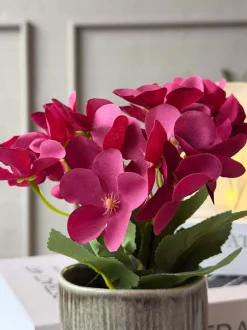 VIAMAJA Blomster<Mini hortensia i potte - flere farver