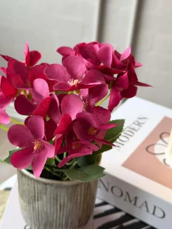 VIAMAJA Blomster<Mini hortensia i potte - flere farver
