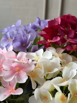 VIAMAJA Blomster<Mini hortensia i potte - flere farver