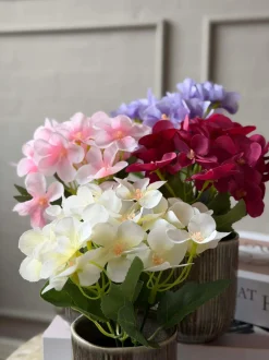 VIAMAJA Blomster<Mini hortensia i potte - flere farver