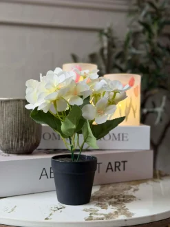 VIAMAJA Blomster<Mini hortensia i potte - flere farver
