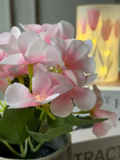VIAMAJA Blomster<Mini hortensia i potte - flere farver