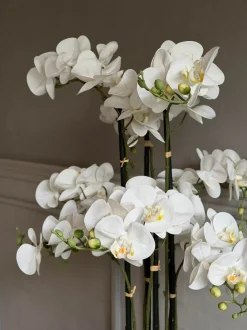 VIAMAJA Blomster|Interiør<Orkidé i Potte 105 cm - Hvid