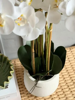 VIAMAJA Blomster|Interiør<Orkidé i Potte 65 cm - Hvid