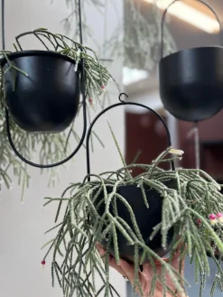 VIAMAJA Urtepotter|Hængepotte<Potte med krog - Black