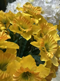 VIAMAJA Blomster|Påske<Påskelilje - Gul