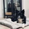 VIAMAJA Hund<Pude til kæledyr - Vandafvisende