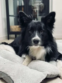 VIAMAJA Hund<Pude til kæledyr - Vandafvisende