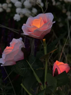 VIAMAJA Lys Og Led|Udendørs Led<Rose med solceller - Rosa