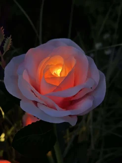 VIAMAJA Lys Og Led|Udendørs Led<Rose med solceller - Rosa